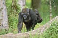 EASTERN LOWLAND GORILLA gorilla gorilla graueri, MOTHER CARRYING YOUNG ON ITS BACK Royalty Free Stock Photo
