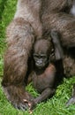 EASTERN LOWLAND GORILLA gorilla gorilla graueri, YOUNG AND MOTHER Royalty Free Stock Photo