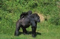 EASTERN LOWLAND GORILLA gorilla gorilla graueri, MOTHER CARRYING YOUNG ON ITS BACK Royalty Free Stock Photo