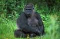 Eastern Lowland Gorilla, gorilla gorilla graueri, Mother and young Royalty Free Stock Photo