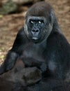 Eastern Lowland Gorilla, gorilla gorilla graueri, Mother with Young Suckling Royalty Free Stock Photo