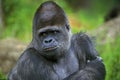 EASTERN LOWLAND GORILLA gorilla gorilla graueri, PORTRAIT OF MALE Royalty Free Stock Photo