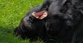 Eastern Lowland Gorilla, gorilla gorilla graueri, Silverback Male Laying down on Grass, Yawning