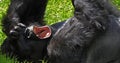 Eastern Lowland Gorilla, gorilla gorilla graueri, Silverback Male Laying down on Grass, Yawning