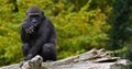 Eastern Lowland Gorilla, gorilla gorilla graueri, Young Royalty Free Stock Photo