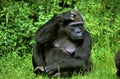 Eastern Lowland Gorille, gorilla gorilla grauer, Female sitting on Grass Royalty Free Stock Photo