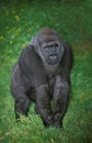 Eastern Lowland Gorille, gorilla gorilla grauer, Female standing on Grass Royalty Free Stock Photo