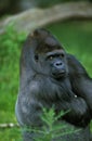 Eastern Lowland Gorille, gorilla gorilla grauer, Portrait of Male Royalty Free Stock Photo