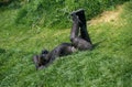 Eastern Lowland Gorille, gorilla gorilla grauer, Young with Funny attitude Royalty Free Stock Photo