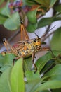 Eastern Lubber Grasshopper Royalty Free Stock Photo