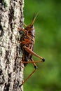 Eastern Lubber Grasshopper climbing a tree
