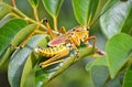 Eastern Lubber Grasshopper Royalty Free Stock Photo