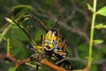 Eastern Lubber Grasshopper 2 Royalty Free Stock Photo