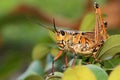 Eastern Lubber Grasshopper Royalty Free Stock Photo