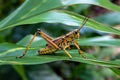 Eastern lubber grasshopper