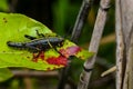 Eastern lubber grasshopper Royalty Free Stock Photo