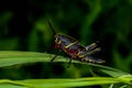 Eastern lubber grasshopper Royalty Free Stock Photo