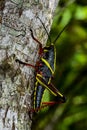 Eastern lubber grasshopper Royalty Free Stock Photo