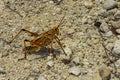 Eastern lubber grasshopper Royalty Free Stock Photo