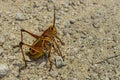 Eastern lubber grasshopper Royalty Free Stock Photo