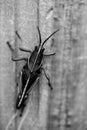 Eastern lubber grasshopper on a fence black and white