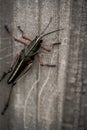 Eastern lubber grasshopper on a fence