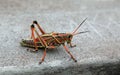 Eastern lubber grasshopper Royalty Free Stock Photo