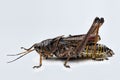 Eastern Lubber Grasshopper Royalty Free Stock Photo