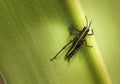 Eastern Lubber Grasshopper nymph Romalea guttata Royalty Free Stock Photo