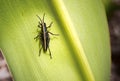 Eastern Lubber Grasshopper nymph Romalea guttata Royalty Free Stock Photo