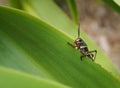 Eastern Lubber Grasshopper nymph Romalea guttata Royalty Free Stock Photo