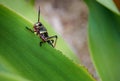 Eastern Lubber Grasshopper nymph Romalea guttata Royalty Free Stock Photo