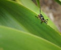 Eastern Lubber Grasshopper nymph Romalea guttata Royalty Free Stock Photo