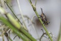 Eastern Lubber Grasshopper Nymph Royalty Free Stock Photo