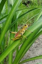 Eastern lubber grasshopper Romalea