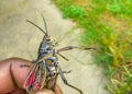 Eastern Lubber Grasshopper Romalea Microptera Royalty Free Stock Photo