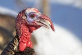 Eastern male Wild Turkey tom closeup with a long snood and waddle strutting through the winter snow in Canada