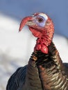 Eastern male Wild Turkey tom closeup with a long snood and waddle strutting through the winter snow in Canada Royalty Free Stock Photo