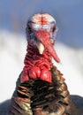 Eastern male Wild Turkey tom closeup with a long snood and waddle strutting through the winter snow in Canada Royalty Free Stock Photo