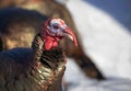 Eastern male Wild Turkey tom closeup with a long snood and waddle strutting through the winter snow in Canada Royalty Free Stock Photo