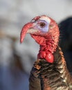 Eastern male Wild Turkey tom closeup with a long snood and waddle strutting through the winter snow in Canada