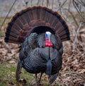 Eastern male Wild Turkey tom Meleagris gallopavo strutting with tail feathers in fan through a grassy meadow Royalty Free Stock Photo