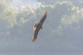 Eastern marsh harrier in flight, Royalty Free Stock Photo