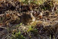 The eastern meadow vole (Microtus pennsylvanicus) Royalty Free Stock Photo