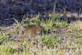 The eastern meadow vole (Microtus pennsylvanicus) Royalty Free Stock Photo