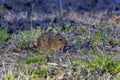 The eastern meadow vole (Microtus pennsylvanicus) Royalty Free Stock Photo