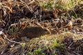 The eastern meadow vole (Microtus pennsylvanicus) Royalty Free Stock Photo