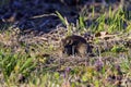 The eastern meadow vole (Microtus pennsylvanicus) Royalty Free Stock Photo