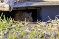 The eastern meadow vole (Microtus pennsylvanicus) Royalty Free Stock Photo