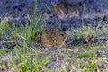 The eastern meadow vole (Microtus pennsylvanicus) Royalty Free Stock Photo